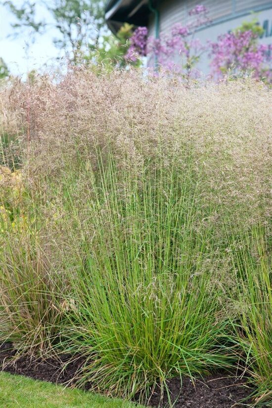 Deschampsia caespitosa Palava- ciņu smilga